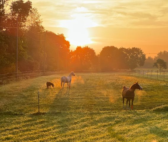 19250 Homer Road, Eckford Twp, MI 49068