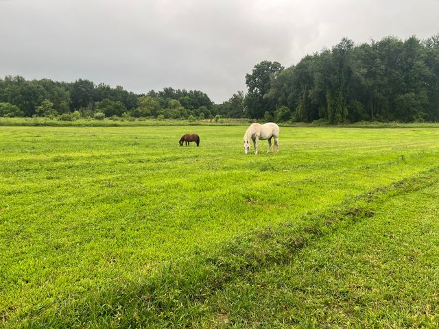 19250 Homer Road, Eckford Twp, MI 49068