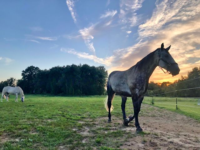 19250 Homer Road, Eckford Twp, MI 49068