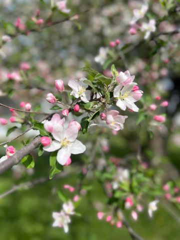 19250 Homer Road, Eckford Twp, MI 49068