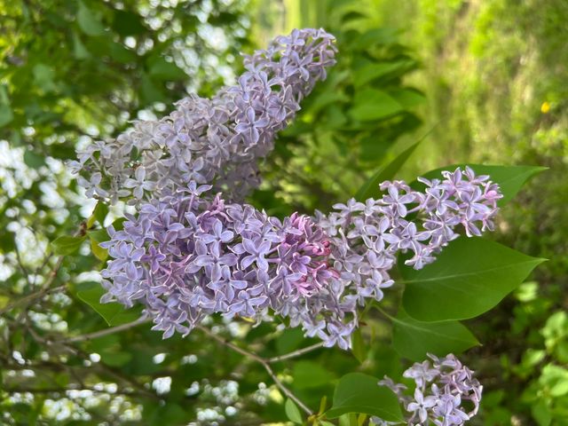 19250 Homer Road, Eckford Twp, MI 49068