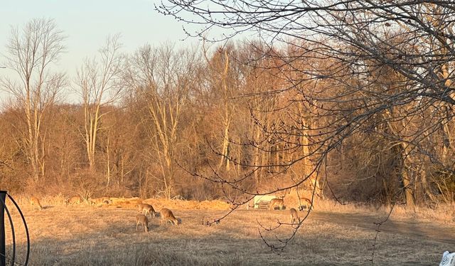 19250 Homer Road, Eckford Twp, MI 49068