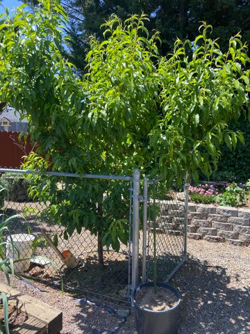 1116 Cashmere Drive, Grants Pass, OR 97527