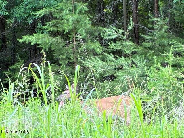 Lot 17 Waterstone Drive, Dandridge, TN 37725