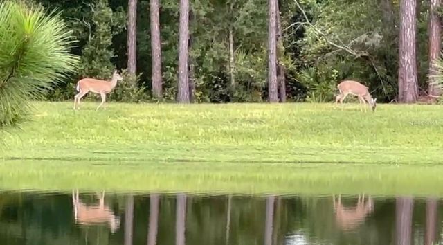 16392 WINDING PRESERVE CIRCLE, Clermont, FL 34714