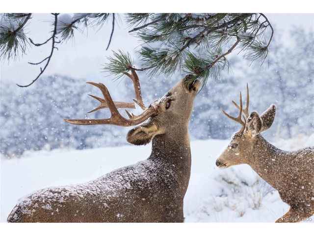 1699 Sangre Dr, Westcliffe, CO 81252