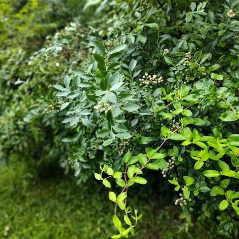 419 Wood Road, Taylors, SC 29687