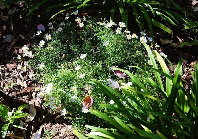 4388 E Central Avenue 63, Camarillo, CA 93010