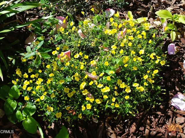 4388 E Central Avenue 63, Camarillo, CA 93010