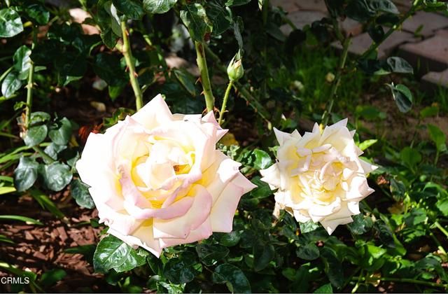 4388 E Central Avenue 63, Camarillo, CA 93010