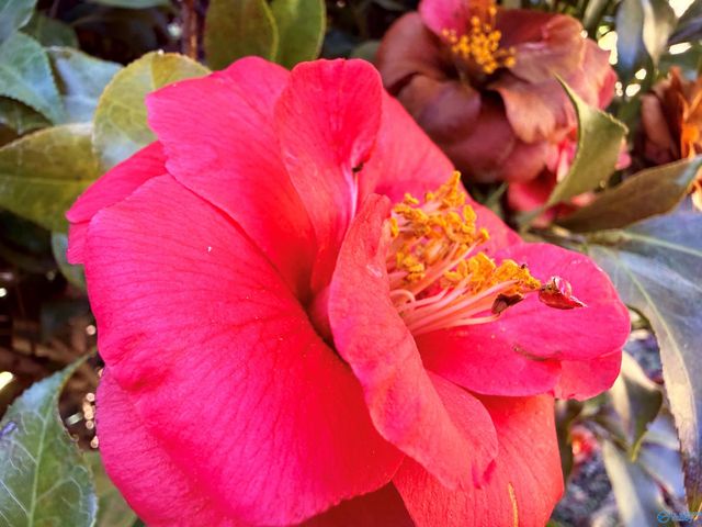 3314 Loggers Place, Decatur, AL 35603