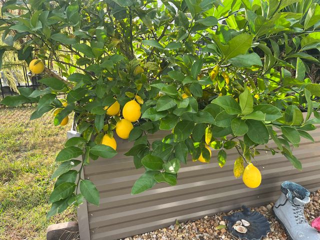 413 Accord St., Myrtle Beach, SC 29588