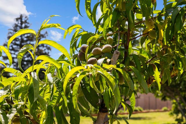 2409 Rio Oso Rd, Rio Oso, CA 95674