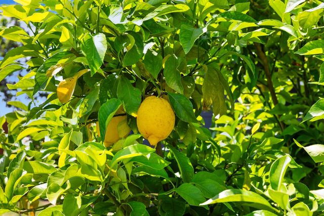 2409 Rio Oso Rd, Rio Oso, CA 95674