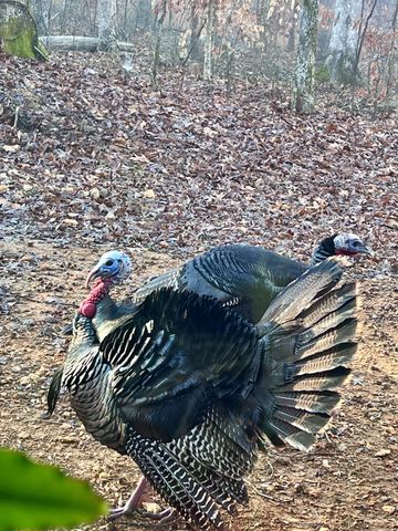 1220 Bald Eagle Dr & 1222 Bald Eagle Dr, Kingston Springs, TN 37082