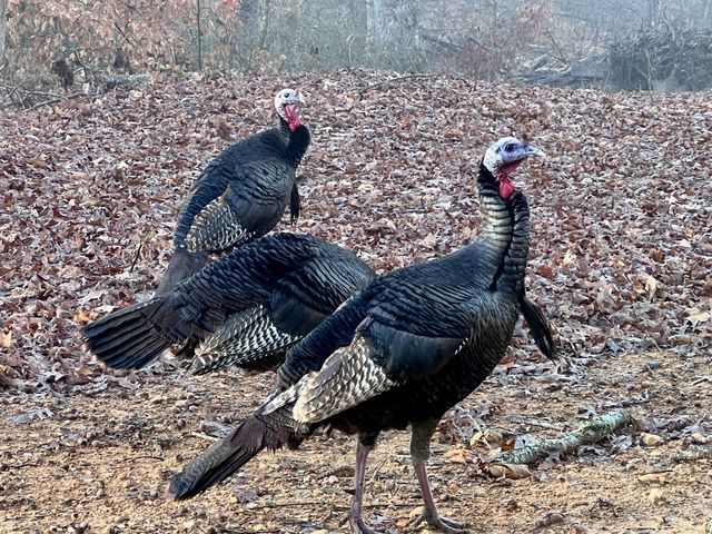 1220 Bald Eagle Dr & 1222 Bald Eagle Dr, Kingston Springs, TN 37082