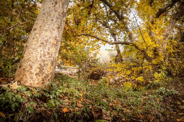 40954 Cherokee Oaks Drive, Three Rivers, CA 93271