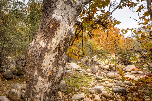 40954 Cherokee Oaks Drive, Three Rivers, CA 93271