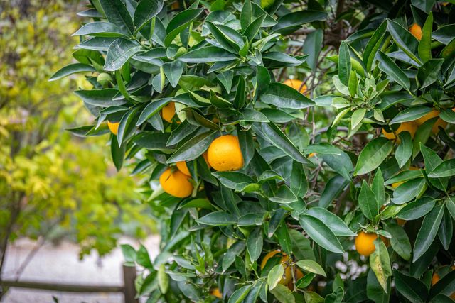 40954 Cherokee Oaks Drive, Three Rivers, CA 93271