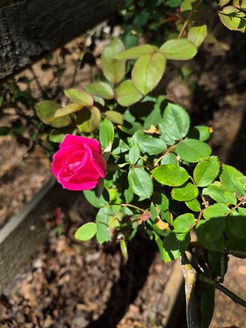 45 Black Bear Trace, Murphy, NC 28906