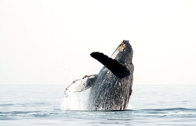 3446 Omaopio Rd, Kula, HI 96798