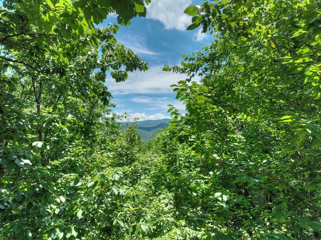 290 Left Turn, Blue Ridge, GA 30513