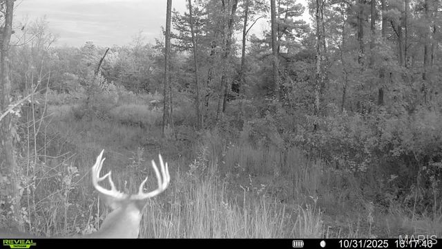 0 County Road 349, Piedmont, MO 63957