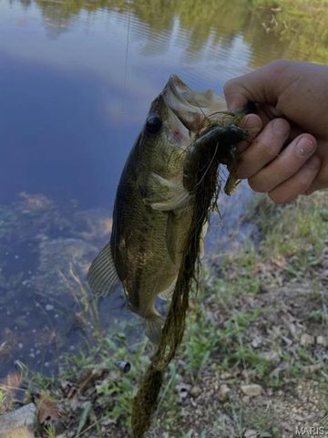 0 County Road 349, Piedmont, MO 63957