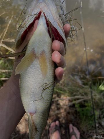 0 County Road 349, Piedmont, MO 63957