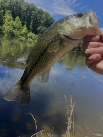 0 County Road 349, Piedmont, MO 63957