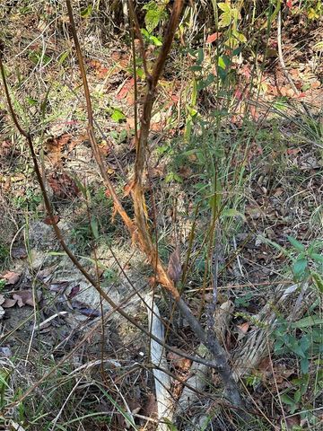 0 County Road 349, Piedmont, MO 63957