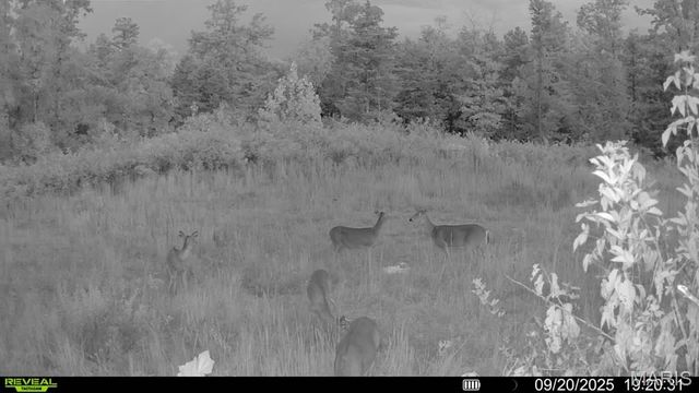 0 County Road 349, Piedmont, MO 63957