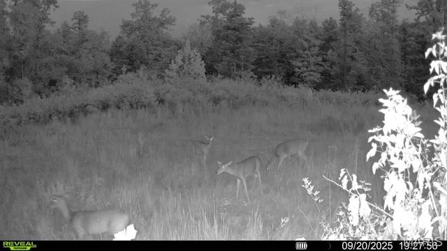 0 County Road 349, Piedmont, MO 63957