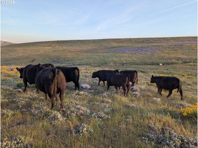 905 Randall Rd Lot 2, Centerville, WA 98613