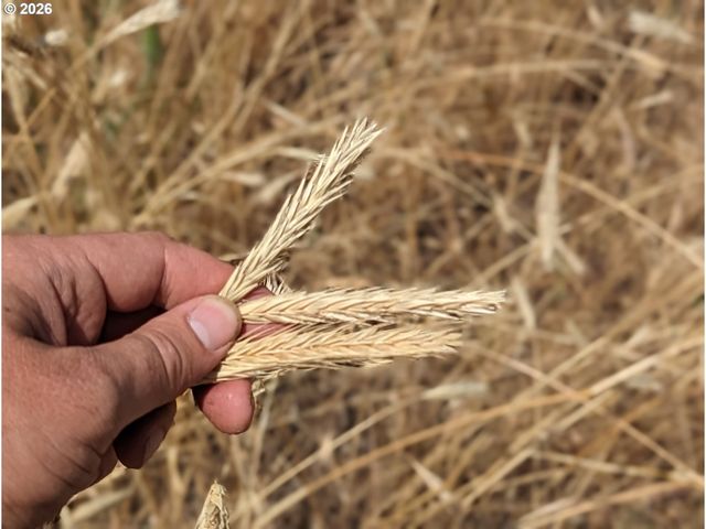 905 Randall Rd Lot 2, Centerville, WA 98613