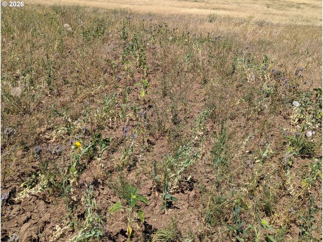 905 Randall Rd Lot 2, Centerville, WA 98613