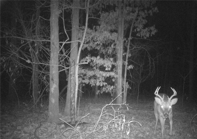 10932 Georgia Flat Road, Gravette, AR 72736