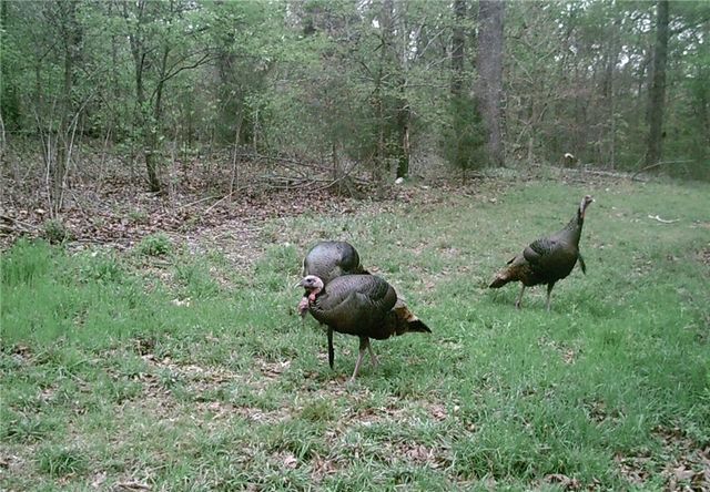 10932 Georgia Flat Road, Gravette, AR 72736