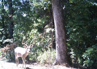 10932 Georgia Flat Road, Gravette, AR 72736