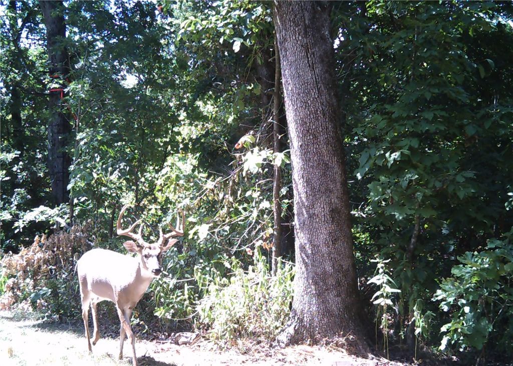 10932 Georgia Flat Road, Gravette, AR 72736