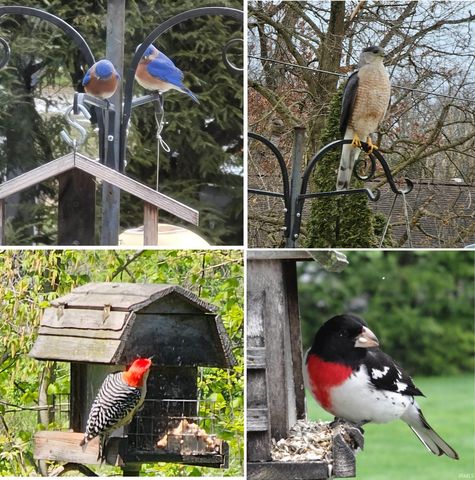 2616 Violett Road, Goshen, IN 46526