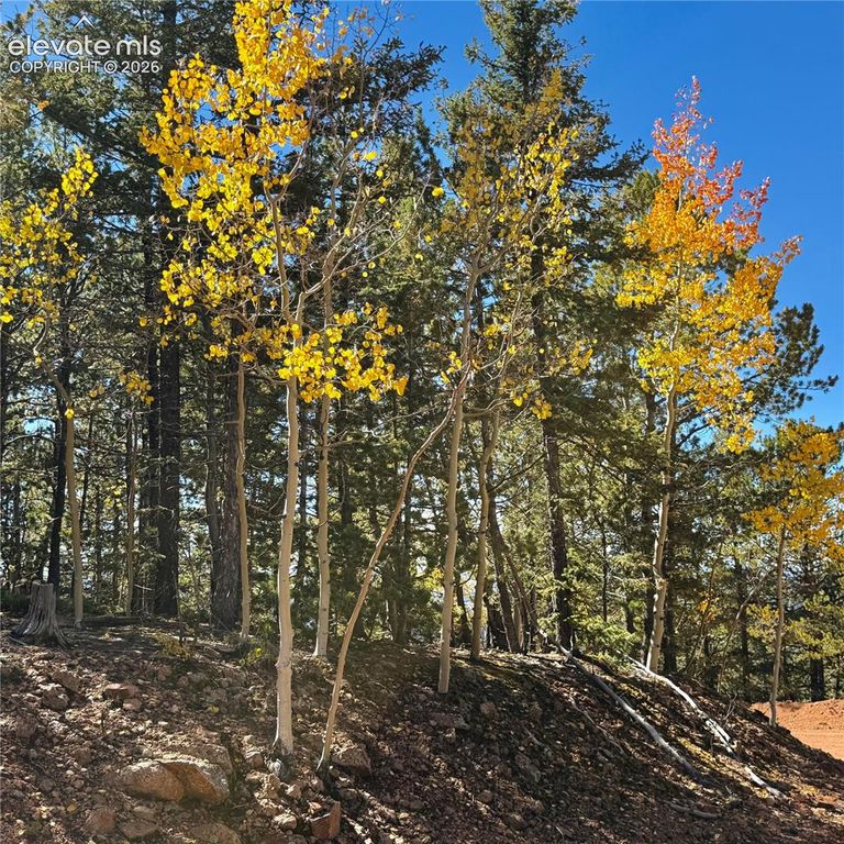 624 Witherite Drive, Divide, CO 80814 — photo 4