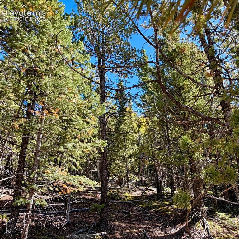 624 Witherite Drive, Divide, CO 80814 — photo 5