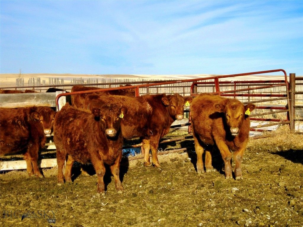 TBD Buena Vista Road, Valier, MT 59486 photo 18