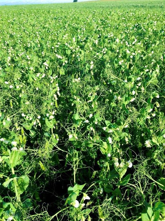 TBD Buena Vista Road, Valier, MT 59486 photo 31