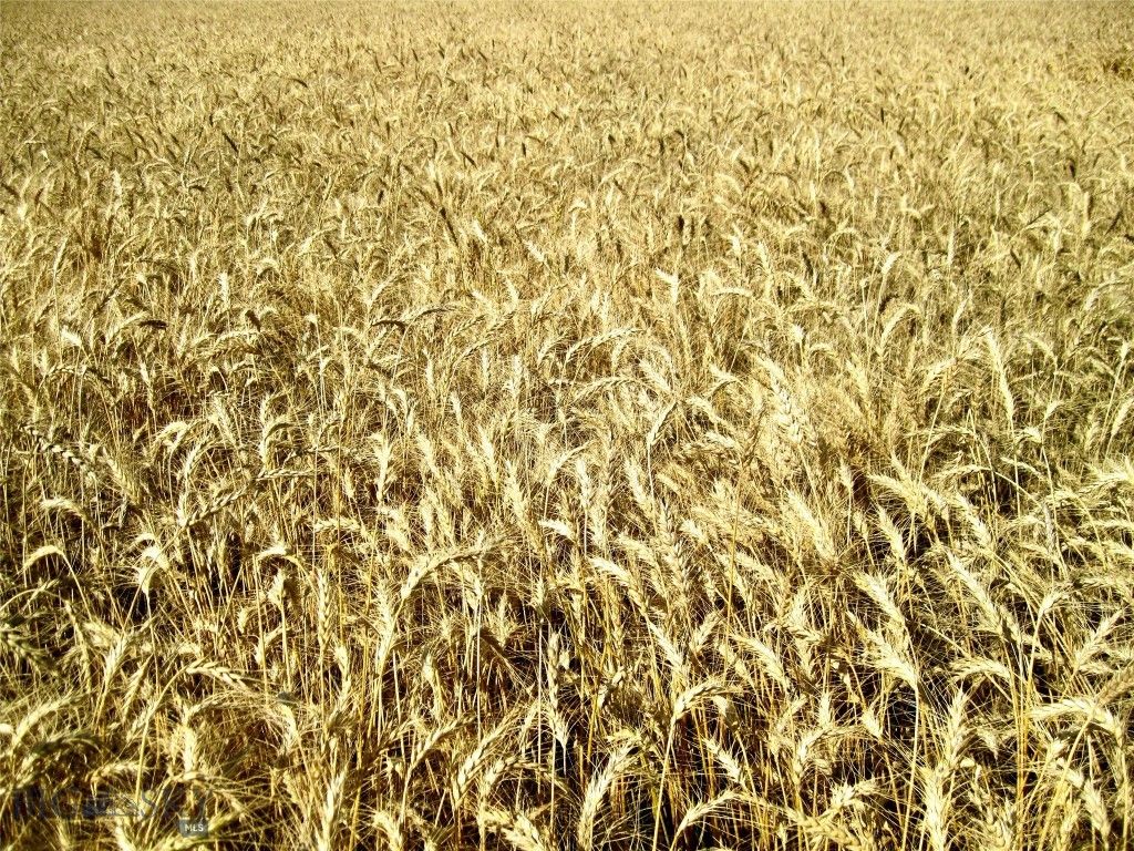 TBD Buena Vista Road, Valier, MT 59486 photo 40