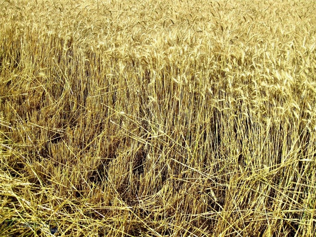 TBD Buena Vista Road, Valier, MT 59486 photo 41