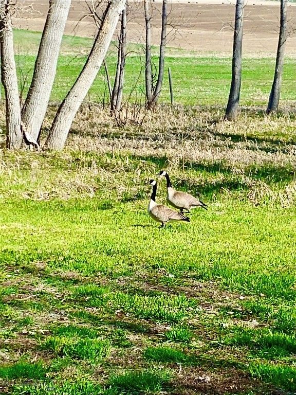 TBD Buena Vista Road, Valier, MT 59486 photo 47