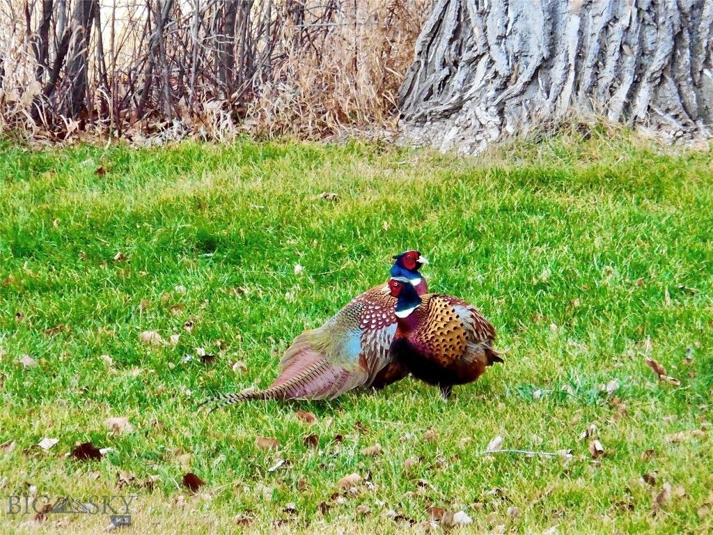 TBD Buena Vista Road, Valier, MT 59486 photo 53