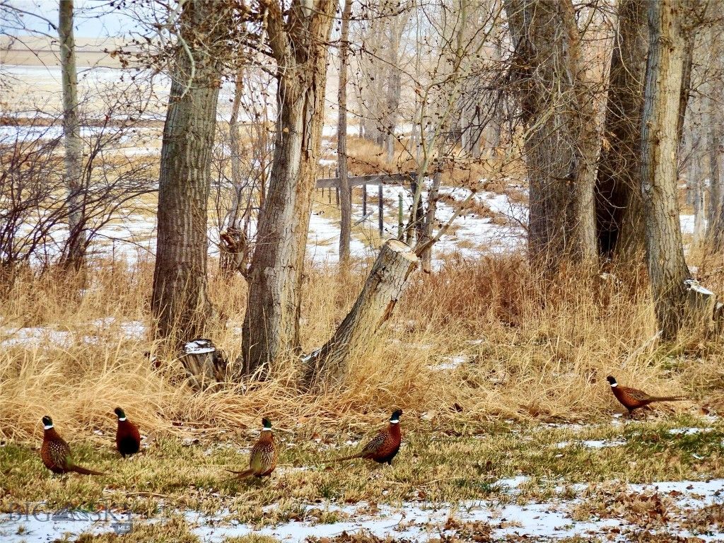 TBD Buena Vista Road, Valier, MT 59486 photo 55